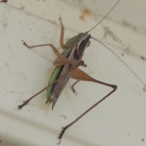 Conocephalus semivittatus at Conder, ACT - 23 Jan 2024