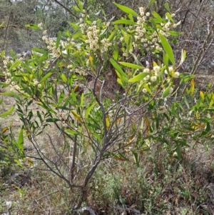 Acacia melanoxylon at Fadden, ACT - 30 Aug 2024 10:46 AM