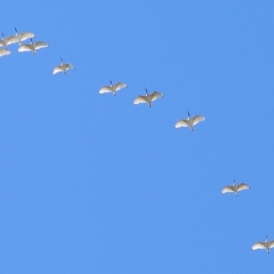 Threskiornis molucca (Australian White Ibis) at Tahmoor, NSW - 29 Aug 2024 by Freebird