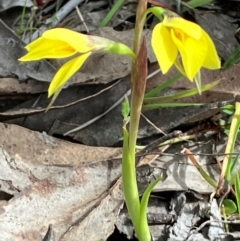 Diuris chryseopsis (Golden Moth) at Hall, ACT - 30 Aug 2024 by strigo