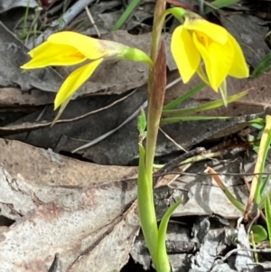 Diuris chryseopsis at Hall, ACT - 30 Aug 2024