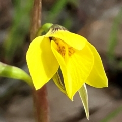 Diuris chryseopsis at Hall, ACT - 30 Aug 2024