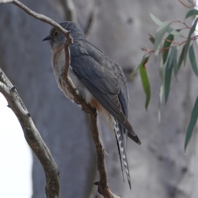 Cacomantis flabelliformis (Fan-tailed Cuckoo) at Hall, ACT - 30 Aug 2024 by Anna123