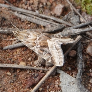 Hellula hydralis at Hall, ACT - 30 Aug 2024