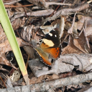 Vanessa itea at Downer, ACT - 30 Aug 2024 02:05 PM