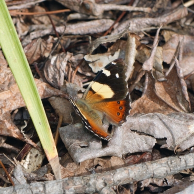 Vanessa itea (Yellow Admiral) at Downer, ACT - 30 Aug 2024 by RobertD