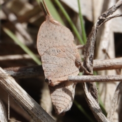 Goniaea australasiae (Gumleaf grasshopper) at Hall, ACT - 30 Aug 2024 by Anna123