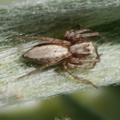 Oxyopes sp. (genus) (Lynx spider) at Hall, ACT - 29 Aug 2024 by Anna123