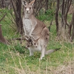 Macropus giganteus (Eastern Grey Kangaroo) at Lyons, ACT - 29 Aug 2024 by jmcleod