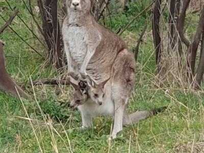 Macropus giganteus (Eastern Grey Kangaroo) at Lyons, ACT - 30 Aug 2024 by jmcleod