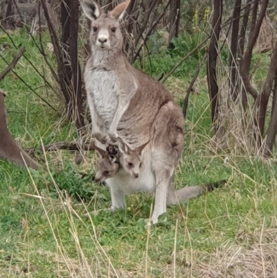 Macropus giganteus (Eastern Grey Kangaroo) at Lyons, ACT - 30 Aug 2024 by jmcleod