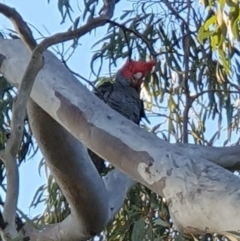 Callocephalon fimbriatum (Gang-gang Cockatoo) at Lyons, ACT - 29 Aug 2024 by jmcleod