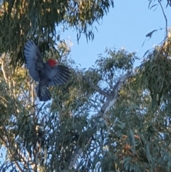 Callocephalon fimbriatum at Lyons, ACT - 29 Aug 2024