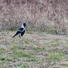 Gymnorhina tibicen (Australian Magpie) at O'Malley, ACT - 30 Aug 2024 by Mike