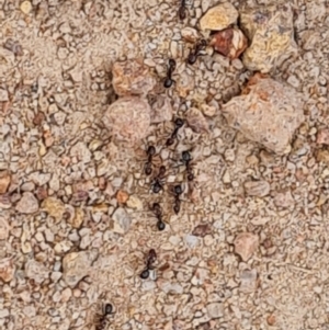 Papyrius sp. (genus) at O'Malley, ACT - suppressed