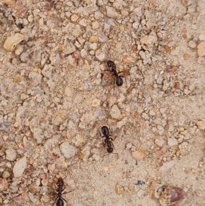 Papyrius sp. (genus) at O'Malley, ACT - 30 Aug 2024