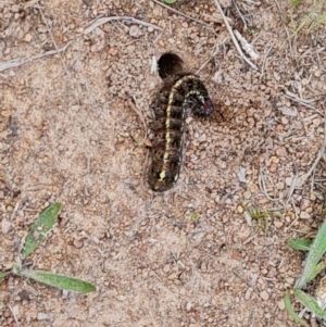 Apina callisto at O'Malley, ACT - 30 Aug 2024 03:20 PM