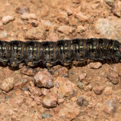 Apina callisto (Pasture Day Moth) at Whitlam, ACT - 30 Aug 2024 by AlisonMilton