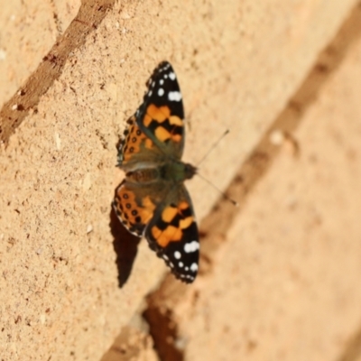 Vanessa kershawi (Australian Painted Lady) at Higgins, ACT - 26 Aug 2024 by AlisonMilton