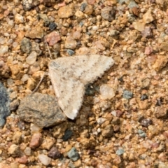 Scopula rubraria (Reddish Wave, Plantain Moth) at Whitlam, ACT - 30 Aug 2024 by AlisonMilton