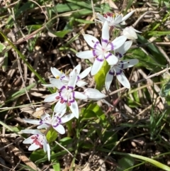 Wurmbea dioica subsp. dioica (Early Nancy) at Strathnairn, ACT - 30 Aug 2024 by SteveBorkowskis