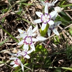 Wurmbea dioica subsp. dioica at Strathnairn, ACT - 30 Aug 2024 01:32 PM