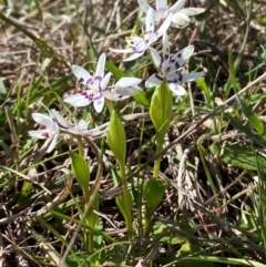 Wurmbea dioica subsp. dioica at Strathnairn, ACT - 30 Aug 2024 01:32 PM