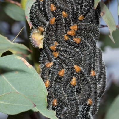 Perga dorsalis (Steel-blue sawfly, spitfire) at Whitlam, ACT - 30 Aug 2024 by AlisonMilton