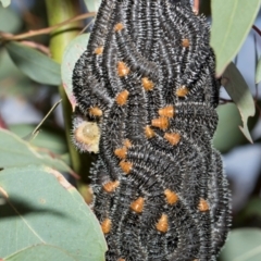 Perga dorsalis at Whitlam, ACT - 30 Aug 2024