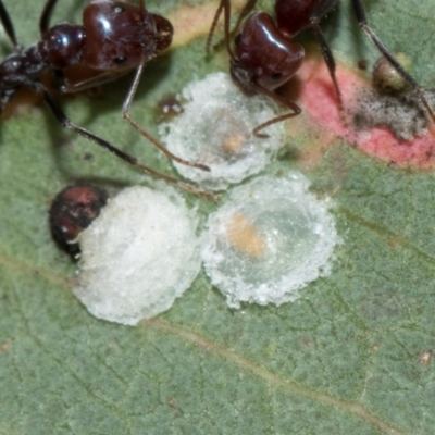 Glycaspis sp. (genus) (Unidentified sugary lerp) at Whitlam, ACT - 30 Aug 2024 by AlisonMilton