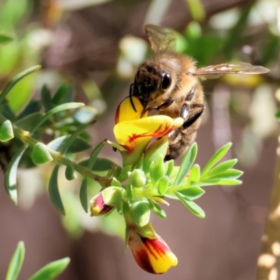 Apis mellifera (European honey bee) at Wodonga, VIC - 30 Aug 2024 by KylieWaldon