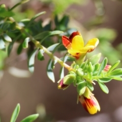 Unverified Pea at Wodonga, VIC - 30 Aug 2024 by KylieWaldon