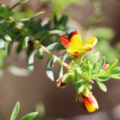 Unverified Pea at Wodonga, VIC - 30 Aug 2024 by KylieWaldon