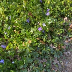 Vinca major (Blue Periwinkle) at Yarralumla, ACT - 30 Aug 2024 by ruthkerruish