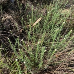 Rhodanthe anthemoides at Strathnairn, ACT - 30 Aug 2024 01:53 PM