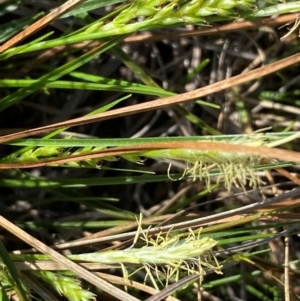 Carex breviculmis at Strathnairn, ACT - 30 Aug 2024