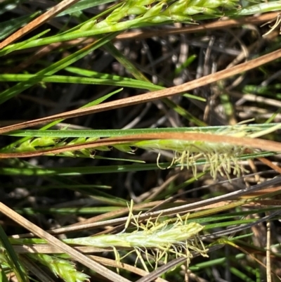 Carex breviculmis (Short-Stem Sedge) at Strathnairn, ACT - 30 Aug 2024 by SteveBorkowskis