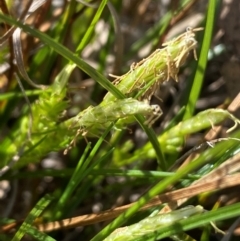 Carex breviculmis at Strathnairn, ACT - 30 Aug 2024