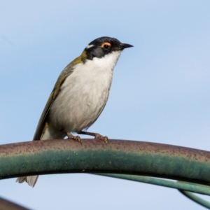 Melithreptus lunatus at Higgins, ACT - 27 Aug 2024