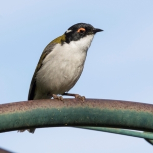 Melithreptus lunatus at Higgins, ACT - 27 Aug 2024