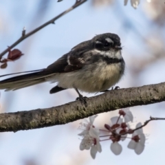 Rhipidura albiscapa (Grey Fantail) at Higgins, ACT - 27 Aug 2024 by AlisonMilton