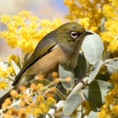 Zosterops lateralis (Silvereye) at Higgins, ACT - 26 Aug 2024 by AlisonMilton