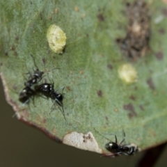 Glycaspis sp. (genus) at Whitlam, ACT - 30 Aug 2024