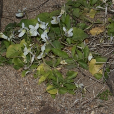 Viola odorata (Sweet Violet, Common Violet) at Denman Prospect, ACT - 30 Aug 2024 by AlisonMilton