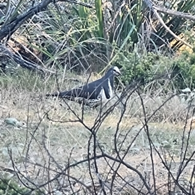 Leucosarcia melanoleuca (Wonga Pigeon) at Mogareeka, NSW - 30 Aug 2024 by MattYoung