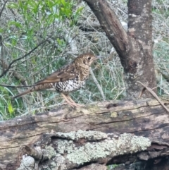 Zoothera lunulata (Bassian Thrush) at Mogareeka, NSW - 30 Aug 2024 by MattYoung