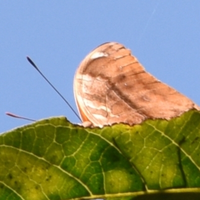 Doleschallia bisaltide australis at Sheldon, QLD - 24 Aug 2024 by PJH123