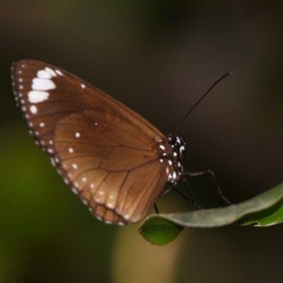 Euploea tulliolus at Sheldon, QLD - 24 Aug 2024 by PJH123