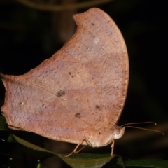 Melanitis leda at Sheldon, QLD - 24 Aug 2024 by PJH123