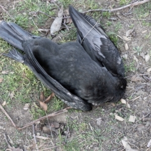 Phalacrocorax sulcirostris at Parkes, ACT - 29 Aug 2024 01:53 PM